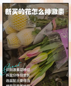 家庭养花用生根粉