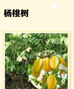 杨桃树简介_杨桃树栽培技术_杨桃药用价值