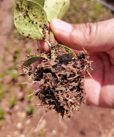 家庭养花用生根粉