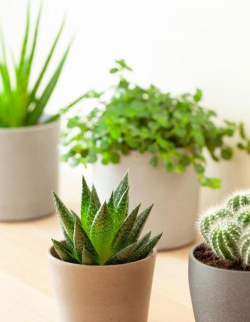 什么植物可以消毒