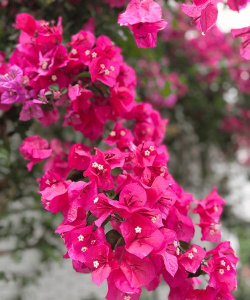 浙江市花是什么