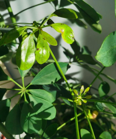 家庭养花用生根粉