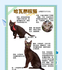 棕榈猫怎么养花