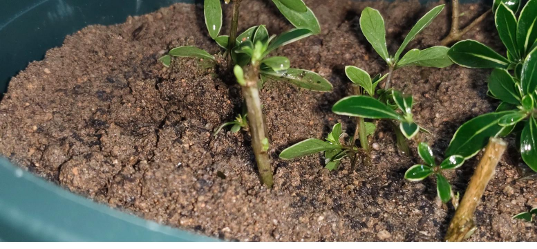 六月雪怎么扦插