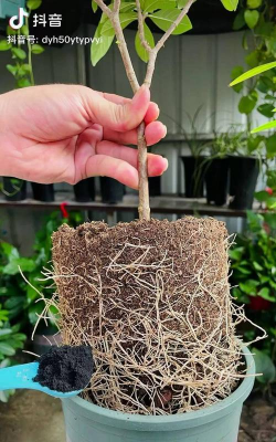 家庭养花用生根粉