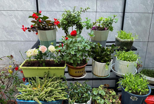 家庭养花用生根粉