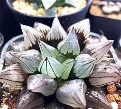 西瓜寿多肉怎么种好