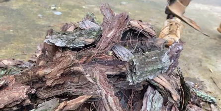 松树皮腐烂养花