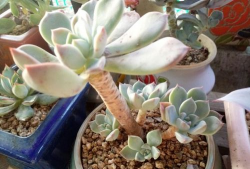 单头红宝石徒长怎么砍头