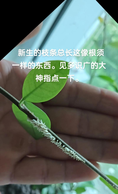 怎么修剪千里香