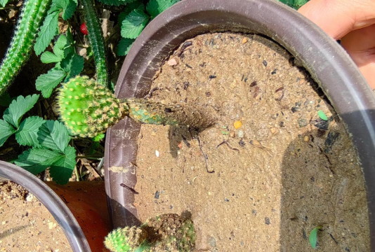 家庭养花用生根粉