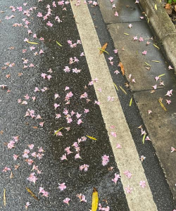 雨水养花摧残花