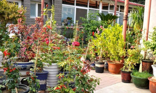 家庭养花用生根粉