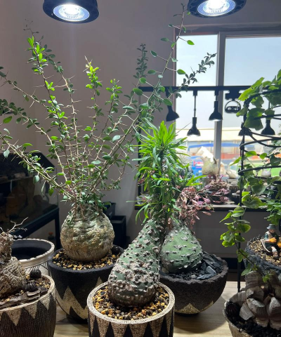 家庭养花用生根粉