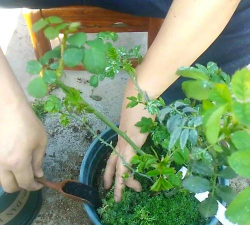 家庭养花用生根粉