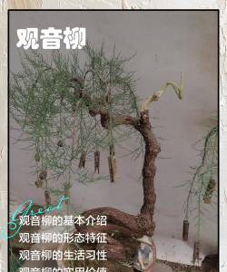 柳树条文养花盆