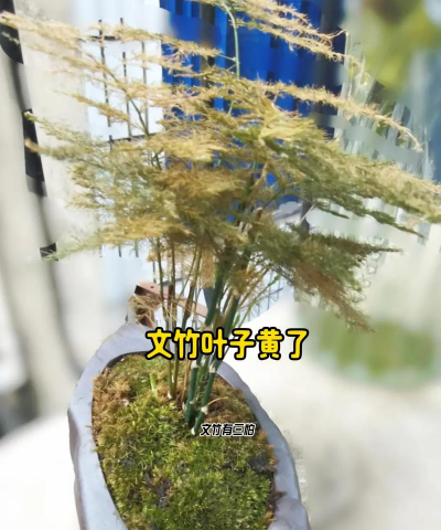 文竹叶子稀疏怎么办 文竹叶子稀疏怎么办