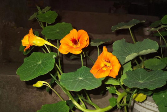 旱金莲花怎么爆盆