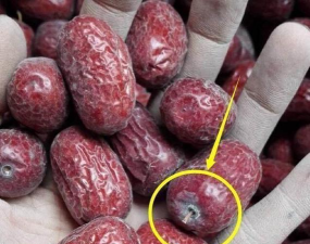 中东海枣干枯怎么办