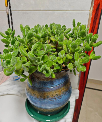 熊爪爪怎么养出红爪