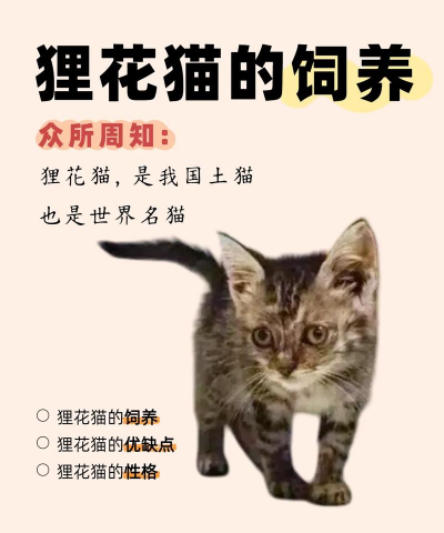 如何养花梨猫