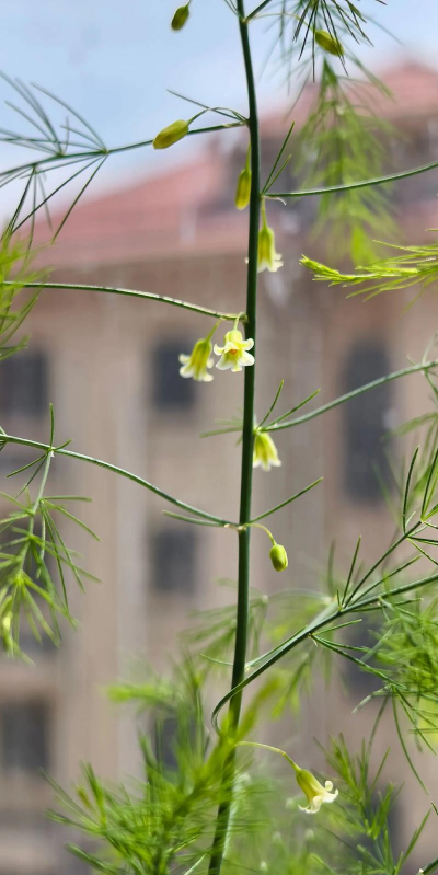 芦笋像什么花卉