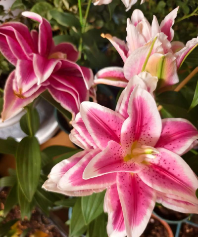 家庭养花用生根粉