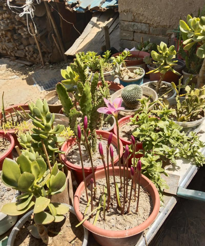 家庭养花用生根粉