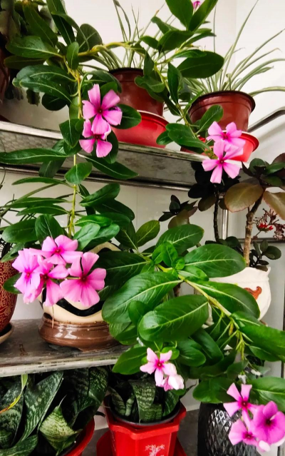 家庭养花用生根粉