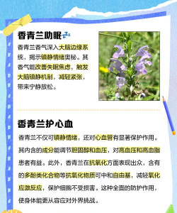 青兰花什么寓意