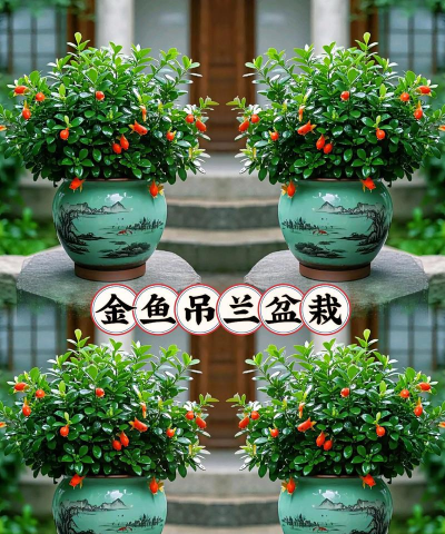 家庭养花用生根粉