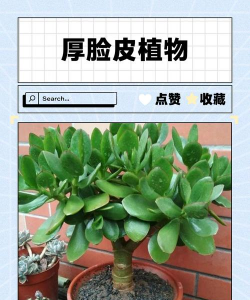 厚脸皮怎么修剪成盆景