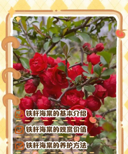 铁杆海棠不长花苞怎么办