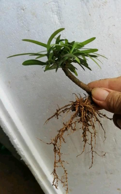 家庭养花用生根粉