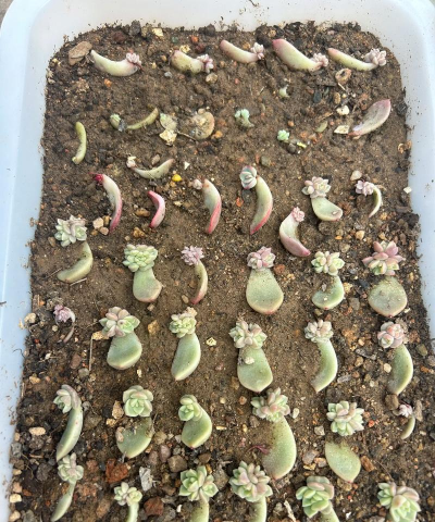 家庭养花用生根粉