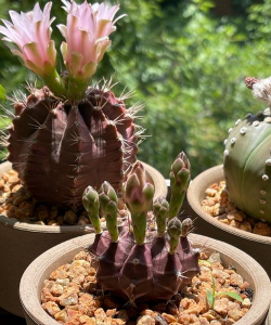 绯牡丹球烂了怎么办