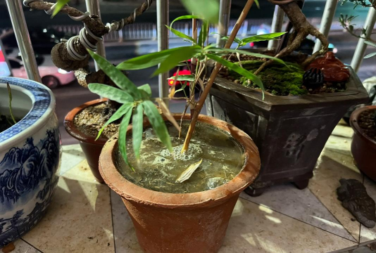 家庭养花用生根粉