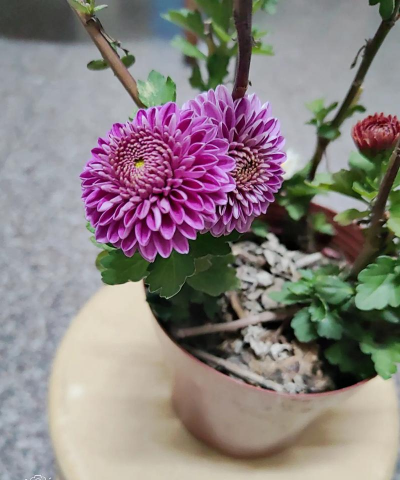 家庭养花用生根粉