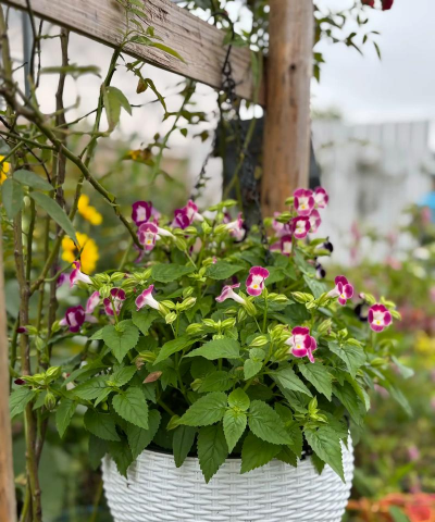 家庭养花用生根粉