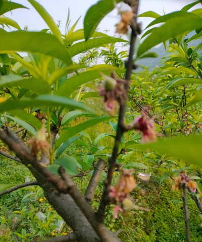家庭养花用生根粉
