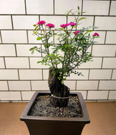 盆栽微型小月季怎么办