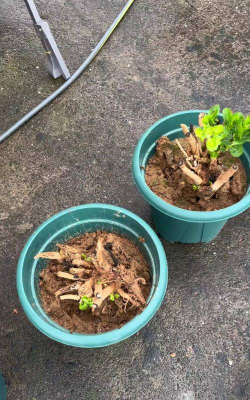 家庭养花用生根粉