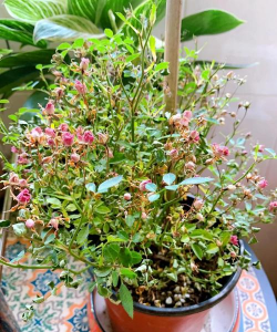 家庭养花用生根粉