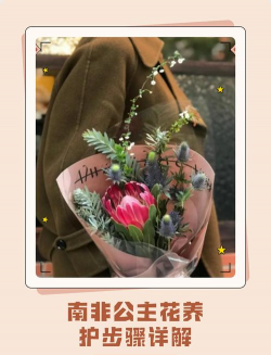 南非公主花怎么养开大