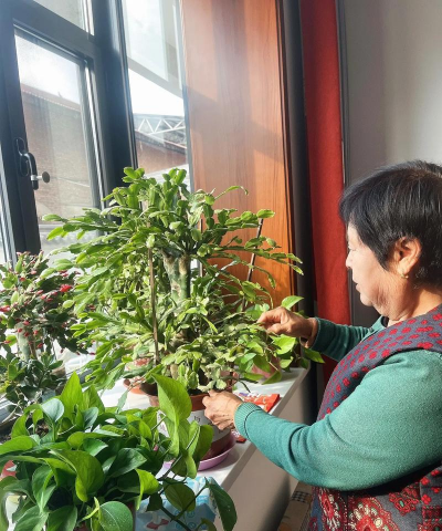 家庭养花用生根粉