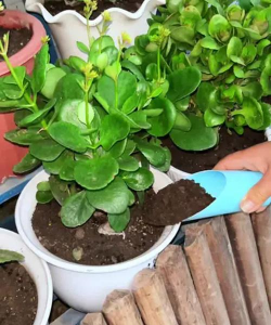 家庭养花用生根粉