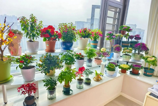 家庭养花用生根粉