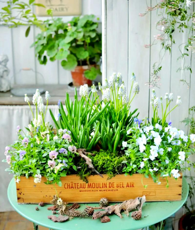 家庭养花用生根粉