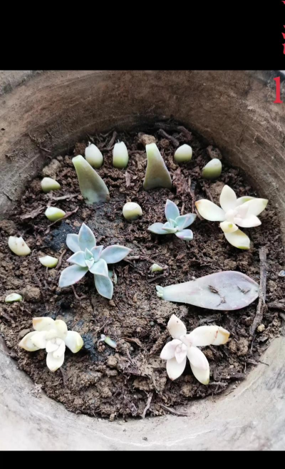 家庭养花用生根粉