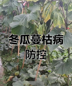 冬瓜藤蔫了怎么办